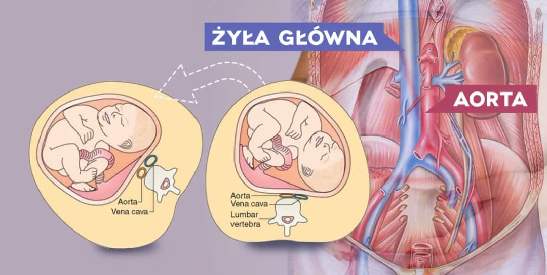 Jak przesuwają się narządy w ciąży - zaskakujące zmiany wewnętrzne Jak przesuwają się narządy w ciąży - zaskakujące zmiany wewnętrzne