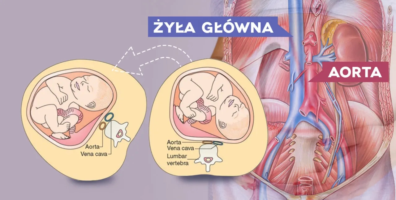 Jak przesuwają się narządy w ciąży - zaskakujące zmiany wewnętrzne