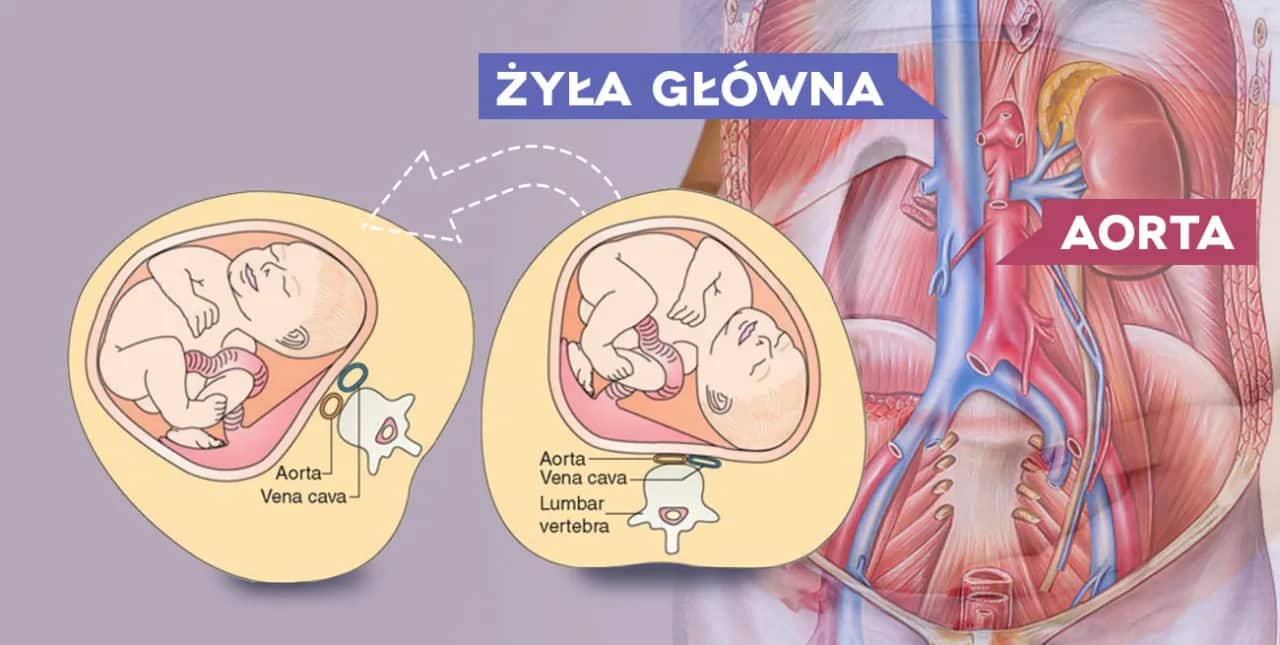 Jak przesuwają się narządy w ciąży - zaskakujące zmiany wewnętrzne